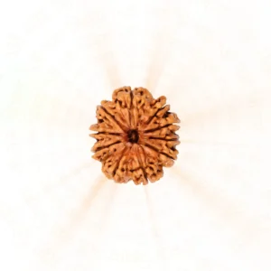 10 Mukhi Rudraksha | Harmony and Protection