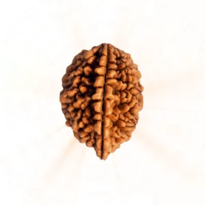 2 Mukhi Rudraksha | Harmony and Unity
