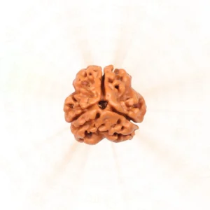 3 Mukhi Rudraksha | Courage and Transform