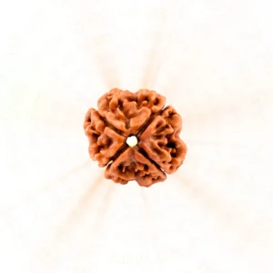 4 Mukhi Rudraksha | Nepali | Wisdom and Creativity