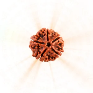 5 Mukhi Rudraksha | Nepali | Peace and Protection