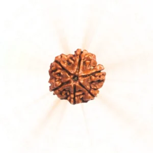 6 Mukhi Rudraksha | Nepali | Willpower and Prosperity