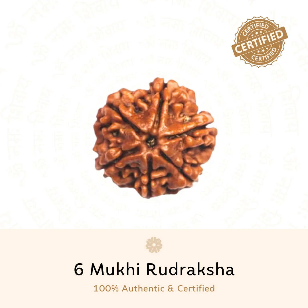 6 Mukhi Rudraksha | Nepali | Willpower and Prosperity - Image 2