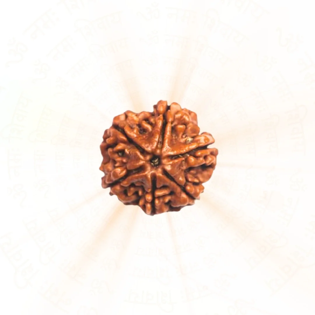 6 Mukhi Rudraksha | Nepali | Willpower and Prosperity