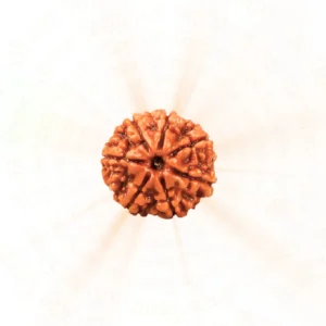 7 Mukhi Rudraksha | Nepali | Prosperity and Serenity
