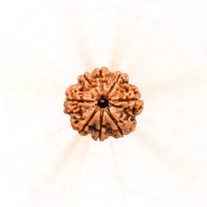 8 Mukhi Rudraksha | Nepali | Wisdom and Success