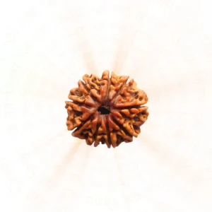 9 Mukhi Rudraksha | Nepali | Power and Protection
