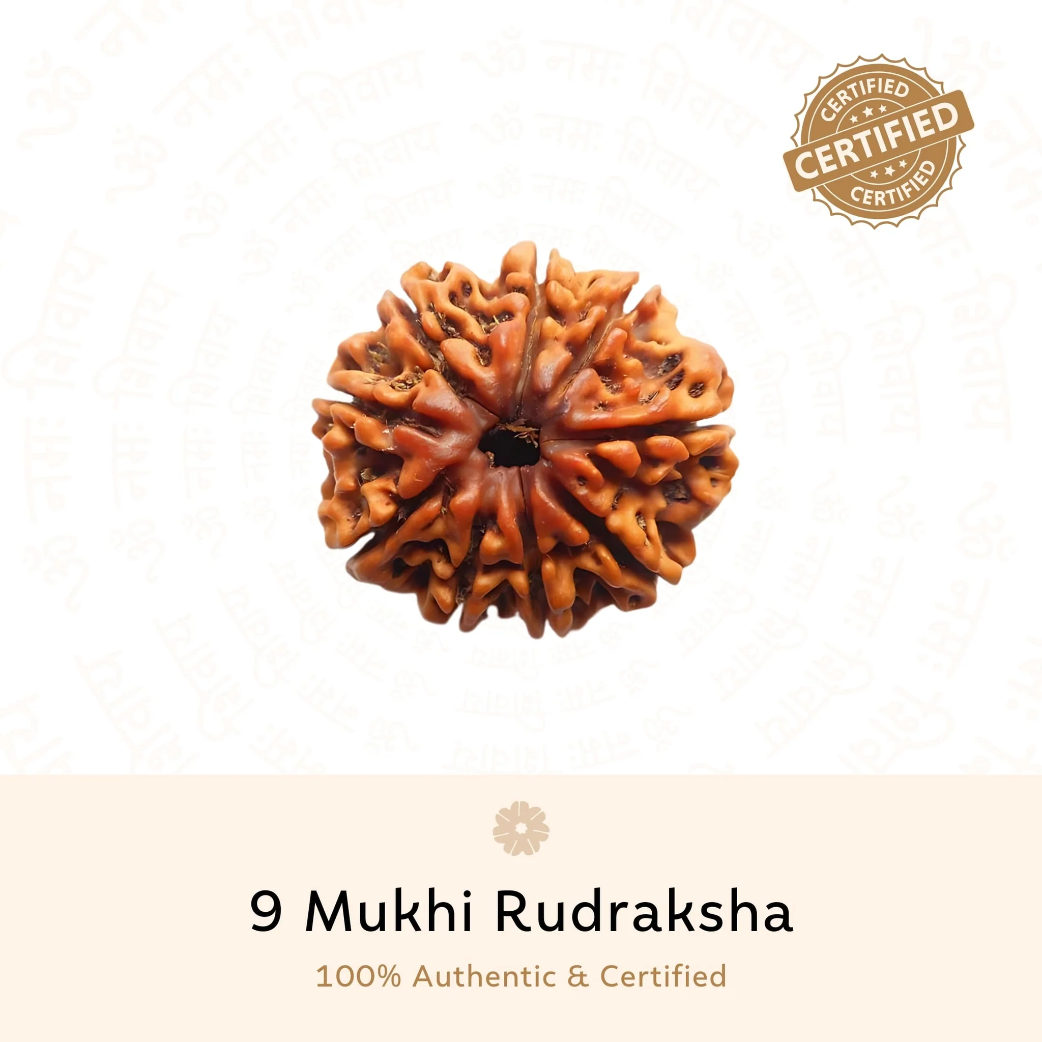 9 Mukhi Rudraksha | Nepali | Power and Protection - Image 2
