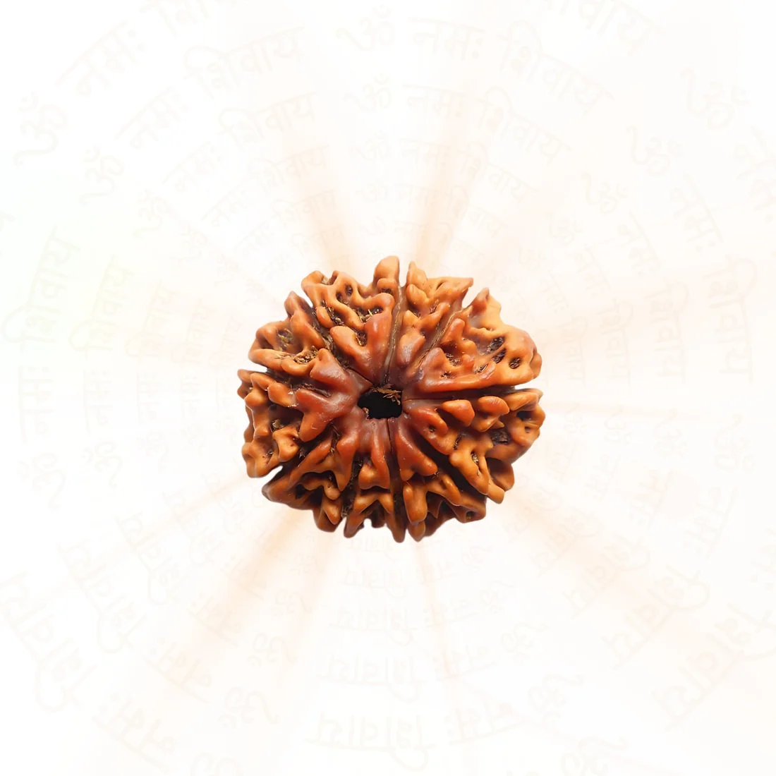 9 Mukhi Rudraksha | Nepali | Power and Protection